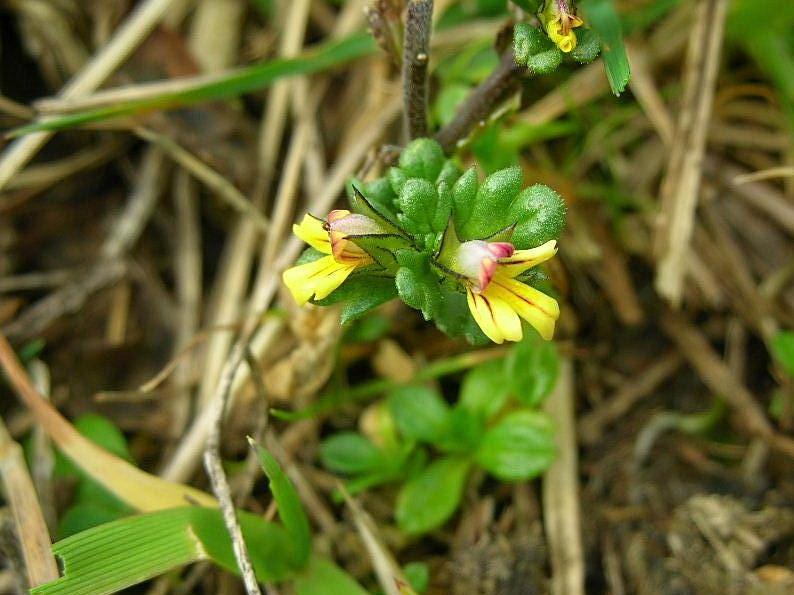 Euphrasia minima / Eufrasia minima